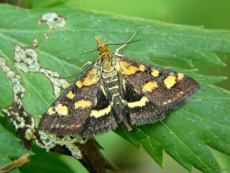Pyrausta purpuralis (Linnaeus, 1758)